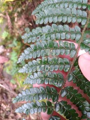 Polystichum piceopaleaceum