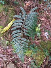 Polystichum piceopaleaceum