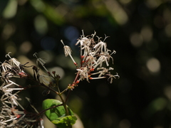 Ixora nigricans