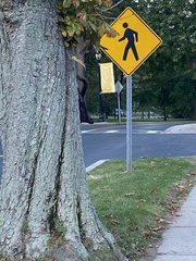 Sciurus carolinensis