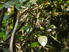 Ixora nigricans