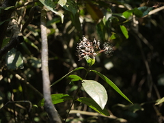 Ixora nigricans