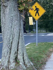 Sciurus carolinensis