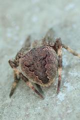 Neoscona multiplicans