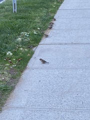 Passer domesticus domesticus