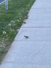 Passer domesticus domesticus
