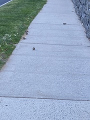 Passer domesticus domesticus