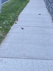 Passer domesticus domesticus