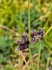 Isolepis diabolica
