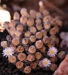 Conophytum velutinum polyandrum