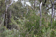 Melaleuca pallida