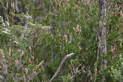 Melaleuca pallida