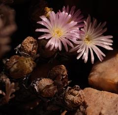 Conophytum velutinum polyandrum