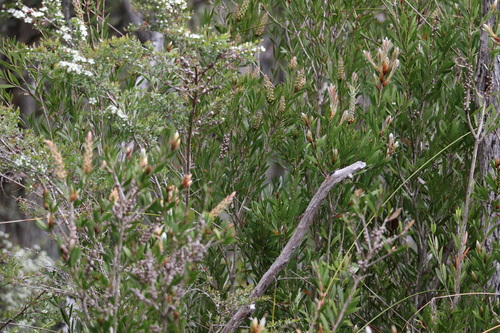 Image of Melaleuca pallida by (c) Greg Tasney, some rights reserved (CC BY-SA)