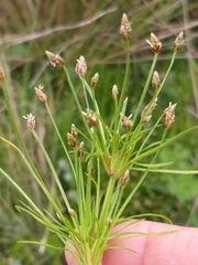 Isolepis ludwigii