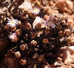 Conophytum velutinum polyandrum