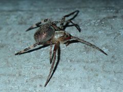 Neoscona multiplicans