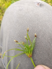 Isolepis ludwigii