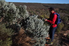 Aspalathus bidouwensis