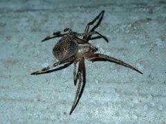 Neoscona multiplicans