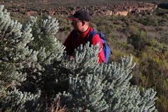 Aspalathus bidouwensis