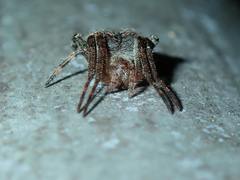 Neoscona multiplicans