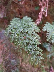 Hymenophyllum polyanthon