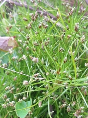 Isolepis ludwigii