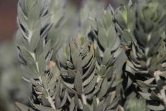 Aspalathus bidouwensis