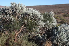 Aspalathus bidouwensis