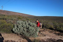 Aspalathus bidouwensis