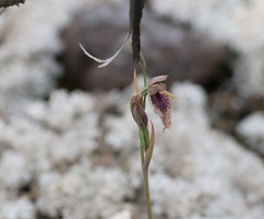 Calochilus robertsonii