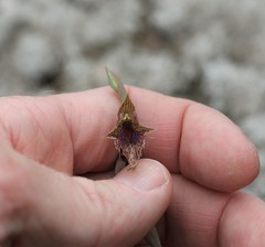Calochilus robertsonii