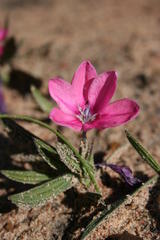 Babiana blanda