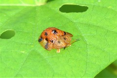 Laccoptera nepalensis