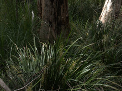 Lomandra hystrix
