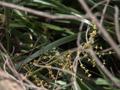 Lomandra hystrix