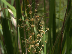 Lomandra hystrix