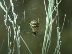 Parasteatoda songi