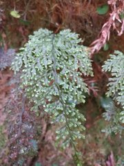 Hymenophyllum polyanthon