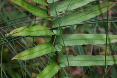 Blechnum camfieldii