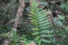 Blechnum camfieldii