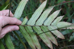 Blechnum camfieldii