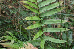 Blechnum camfieldii