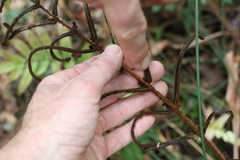 Blechnum camfieldii