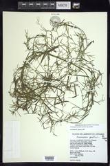 Potamogeton pusillus pusillus