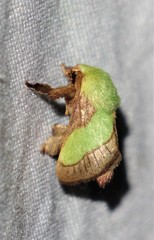 Parasa chloris