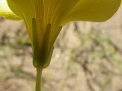 Oxalis namaquana