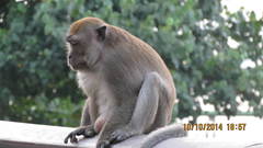 Macaca fascicularis