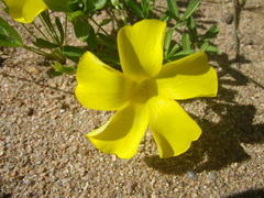 Oxalis namaquana